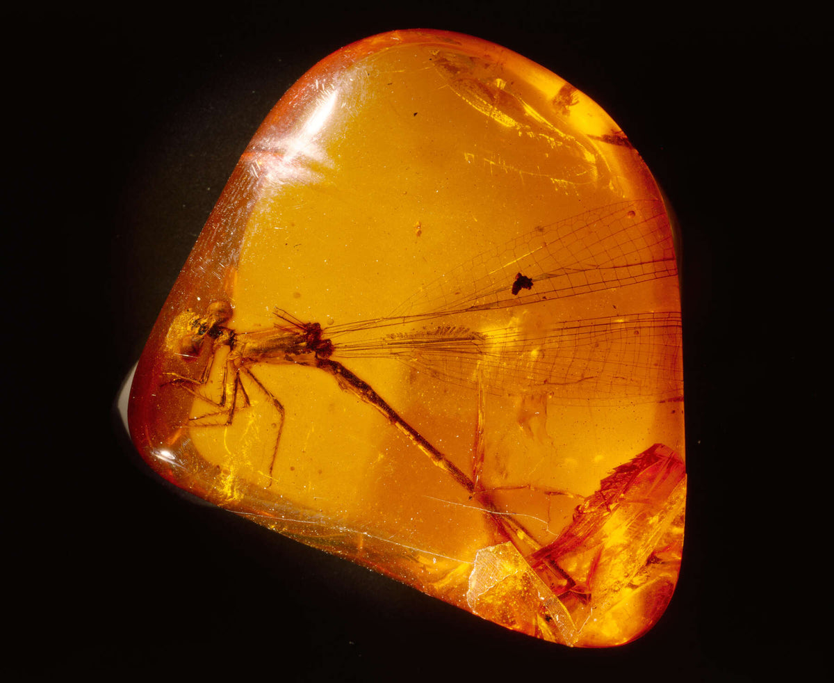 Amber fossil resin specimen showing warm golden colour and natural inclusions