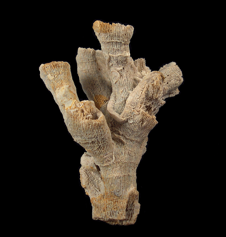 Beige branching coral skeleton with ribbed tubular structures against a black background