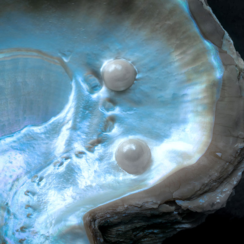 Pearl formation showing layers of nacre building inside a mollusc