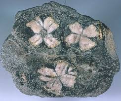 Chiastolite