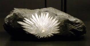 Chrysanthemum Stone